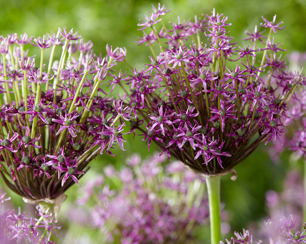Allium 'Miami'