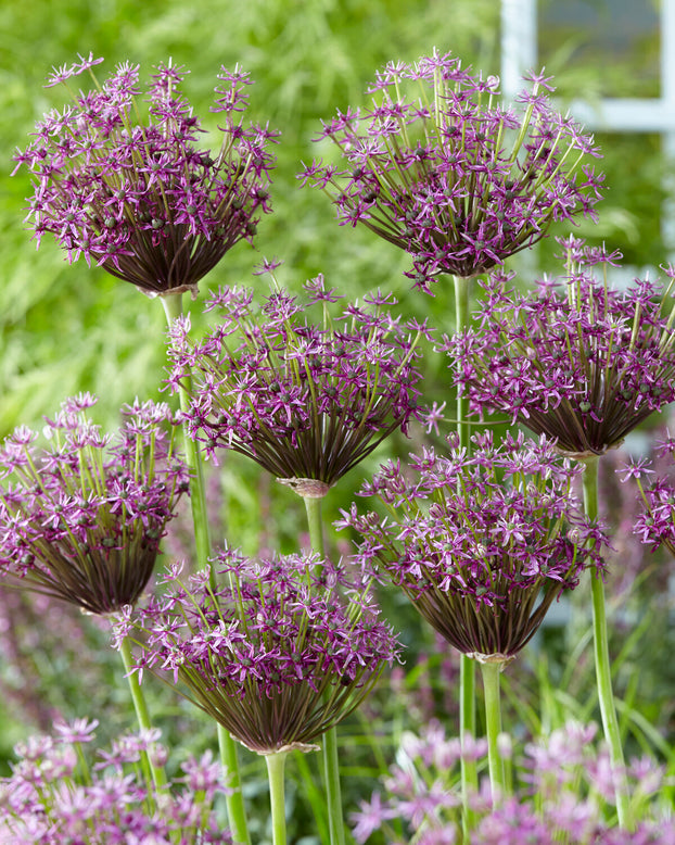 Allium 'Miami'