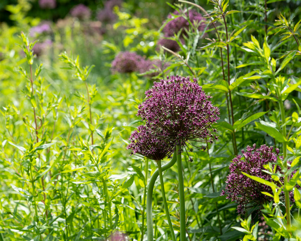 Allium 'Miami'