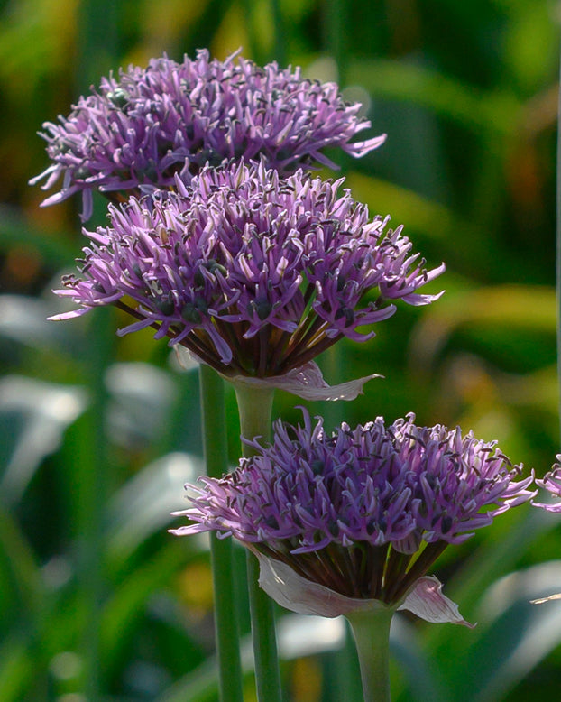 Allium 'New York'