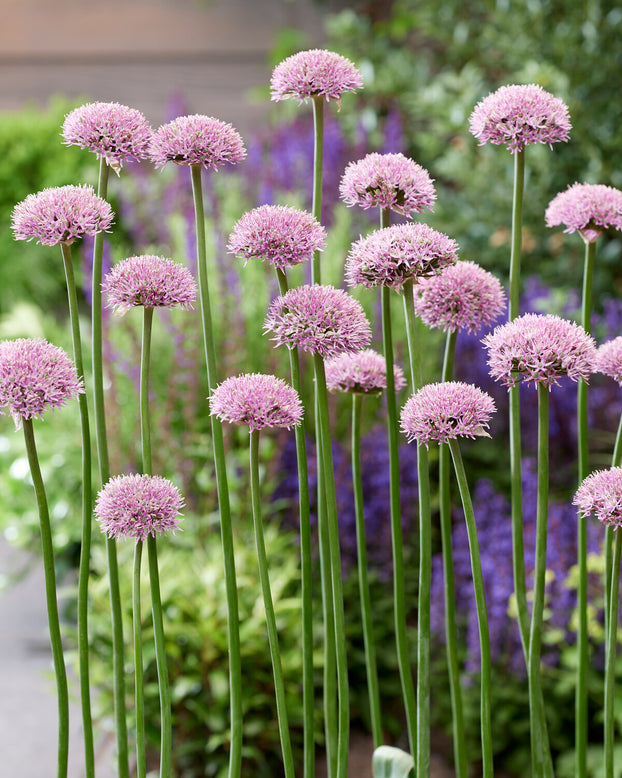 Allium 'New York'
