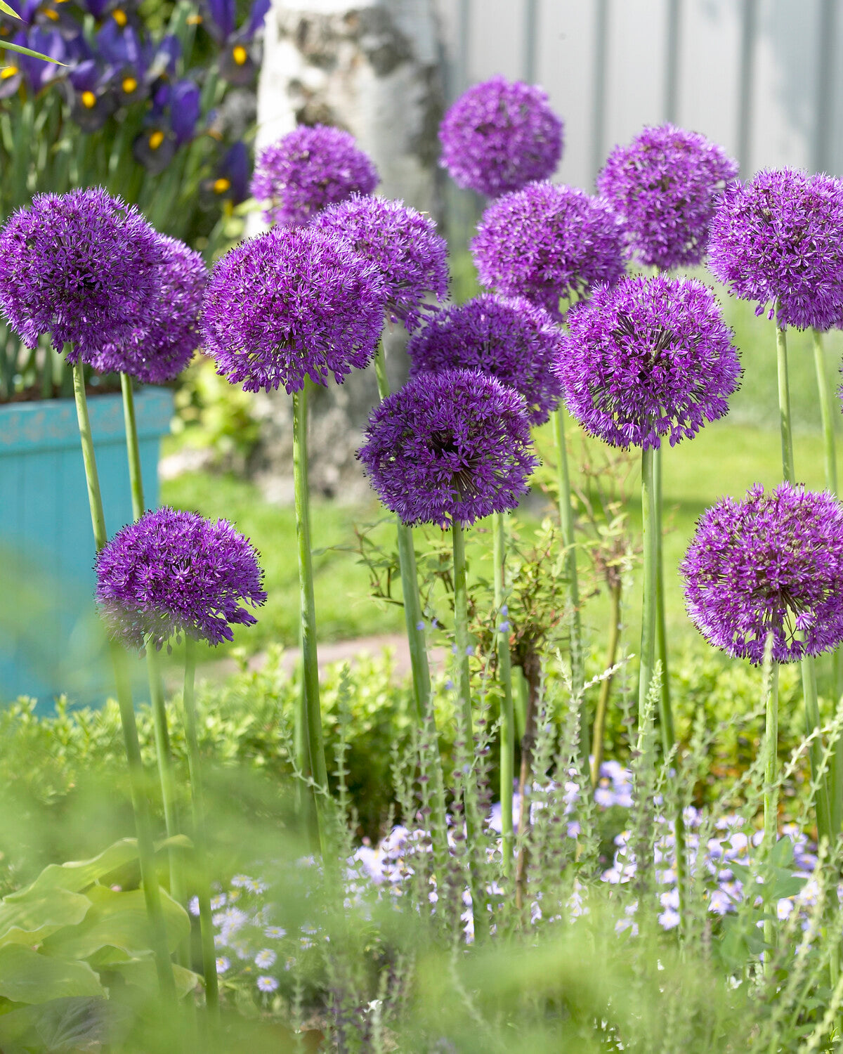 Allium 'Purple Sensation' bulbs — Buy 'Dutch garlic' online at Farmer ...