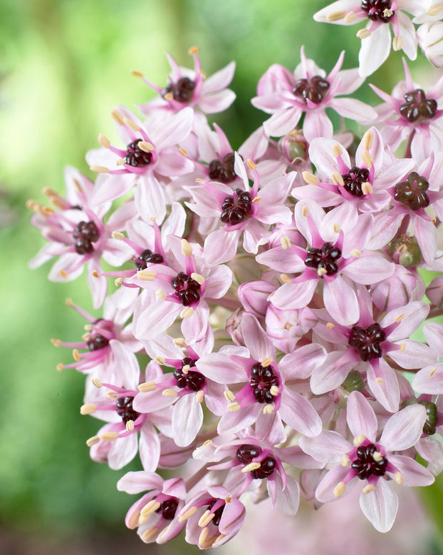 Allium 'Red Eye'