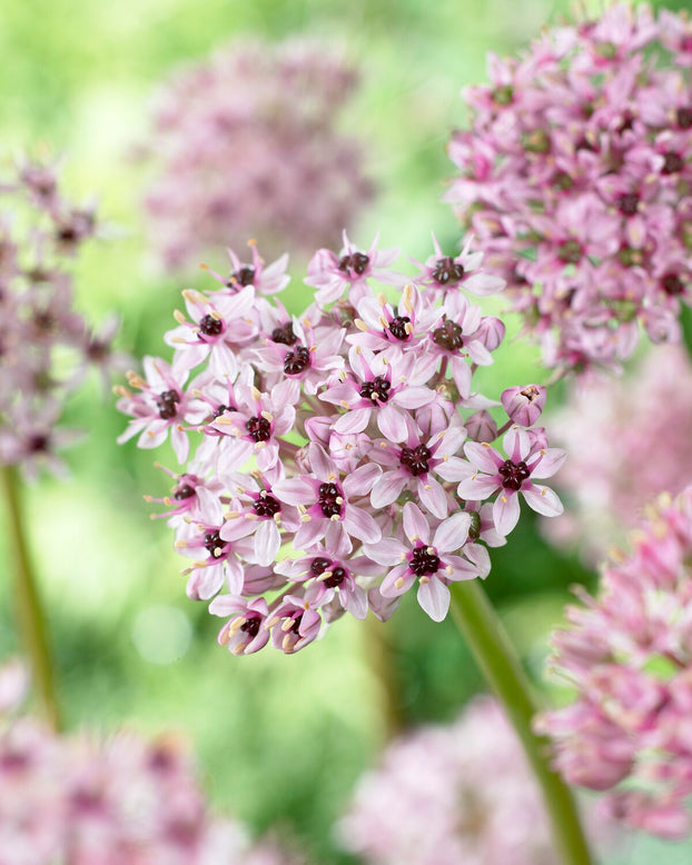 Allium 'Red Eye'
