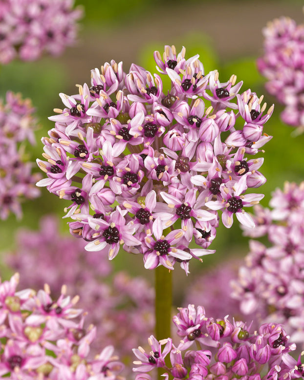 Allium 'Red Eye'
