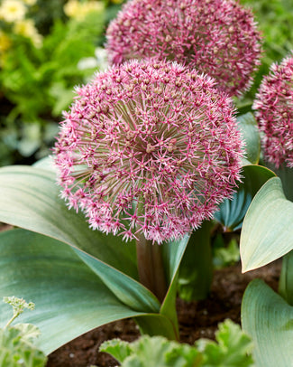 Allium 'Red Giant Star'