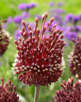 Allium 'Red Mohican'