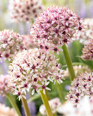 Allium 'Silver Spring'