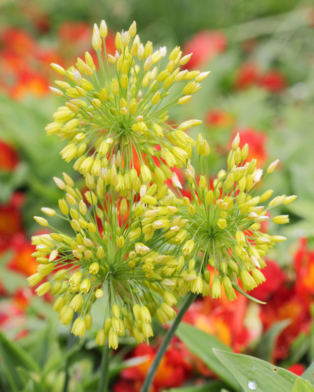 Allium 'Yellow Fantasy'