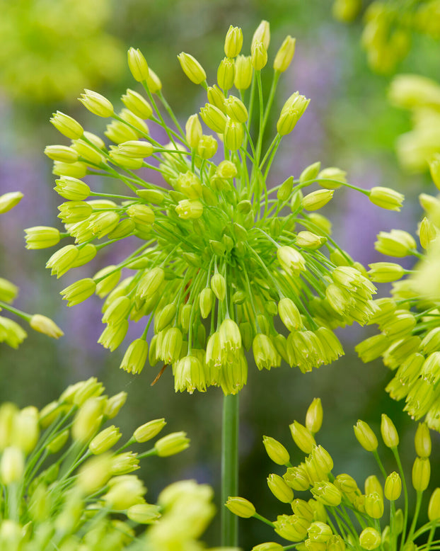 Allium 'Yellow Fantasy'