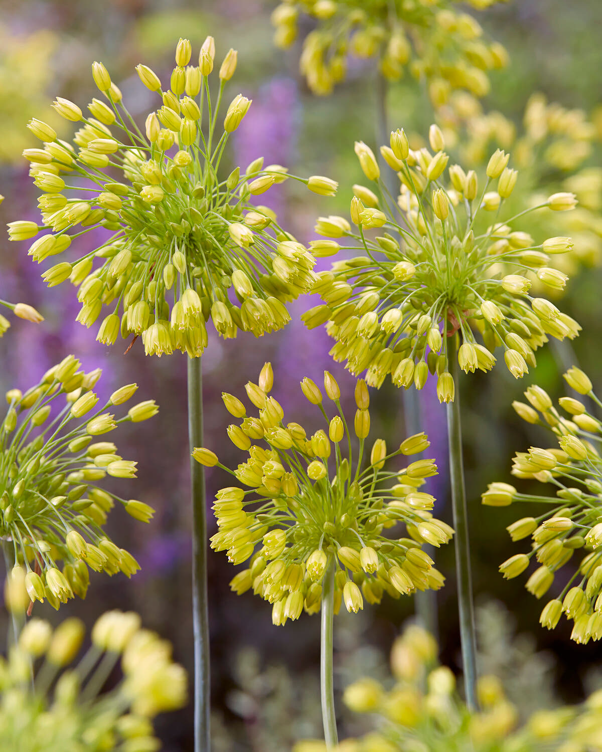 Allium 'Yellow Fantasy'