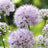 Allium