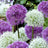 All alliums (54)