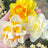 All narcissus (71)