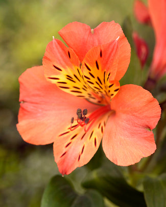 Alstroemeria 'Brissac'