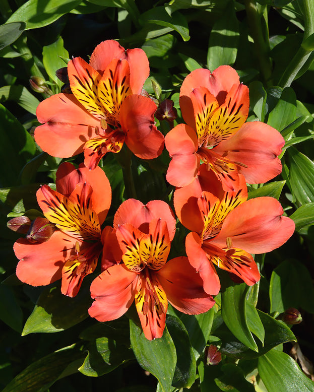 Alstroemeria 'Brissac'