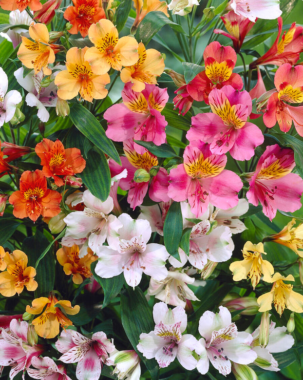Alstroemeria 'Colorita Mix'