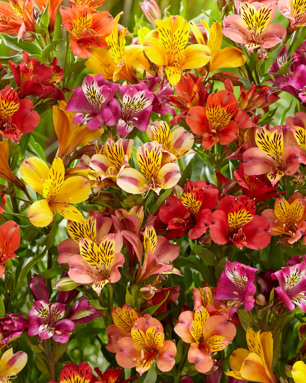 Alstroemeria 'Colorita Mix'