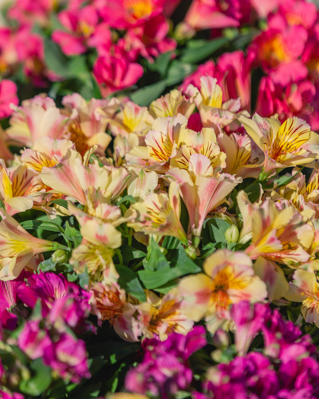 Alstroemeria 'Colorita Mix'