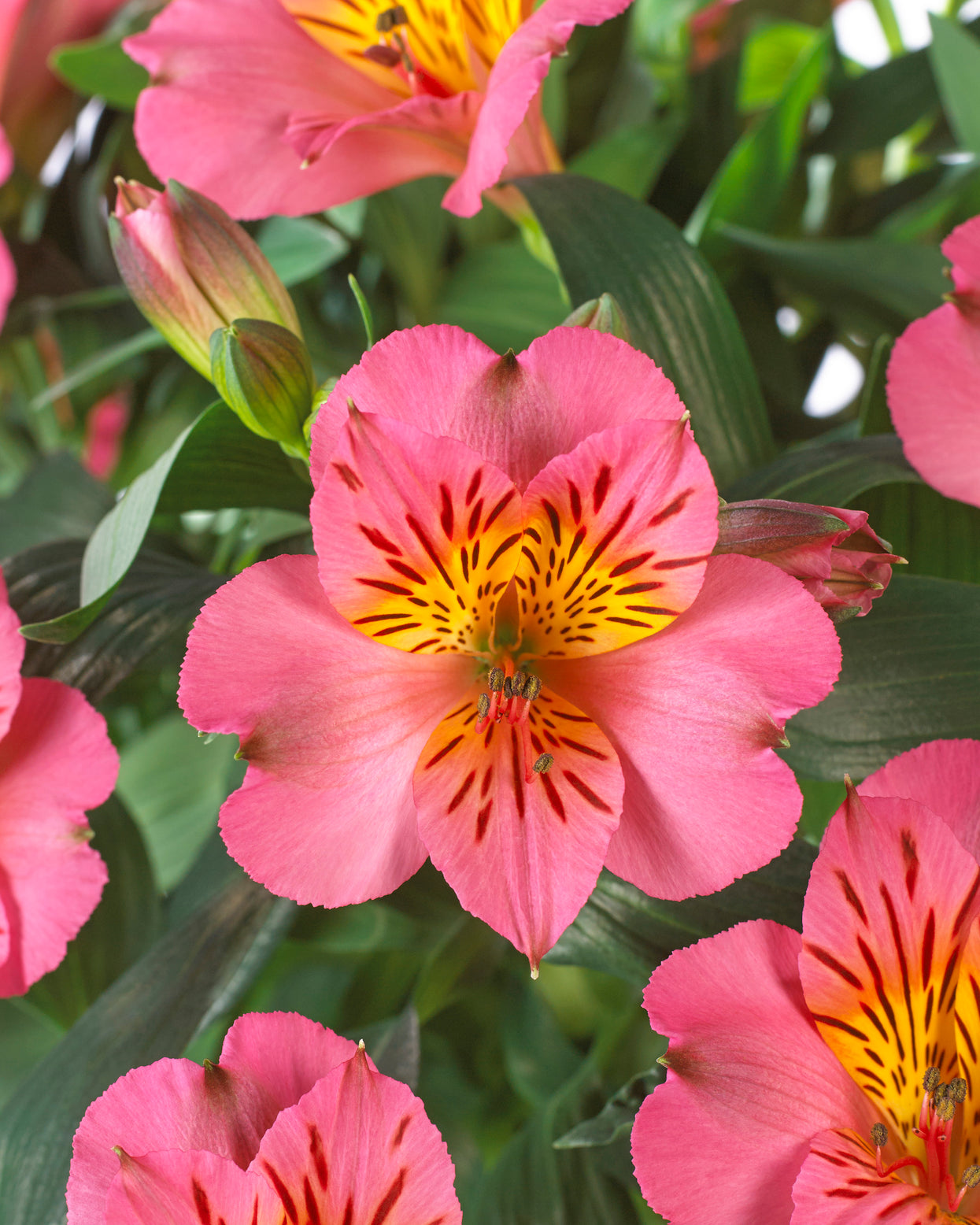 Alstroemeria × hybrida Colorita® 'Eliane' bare roots | Buy pink dwarf ...