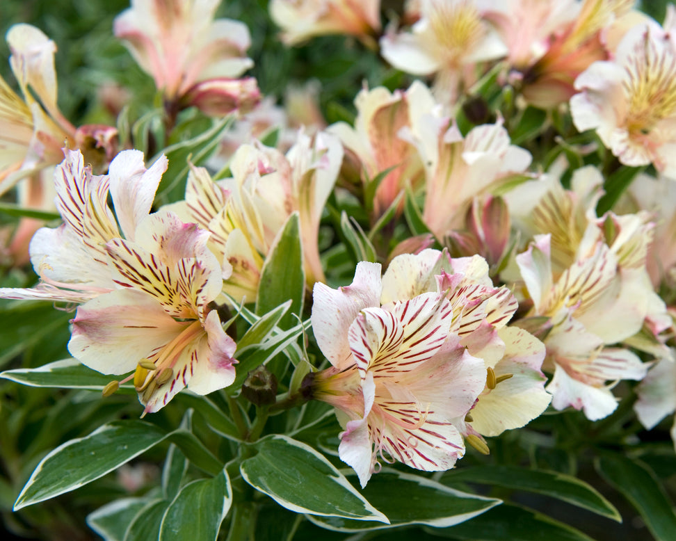 Alstroemeria 'Fabiana'