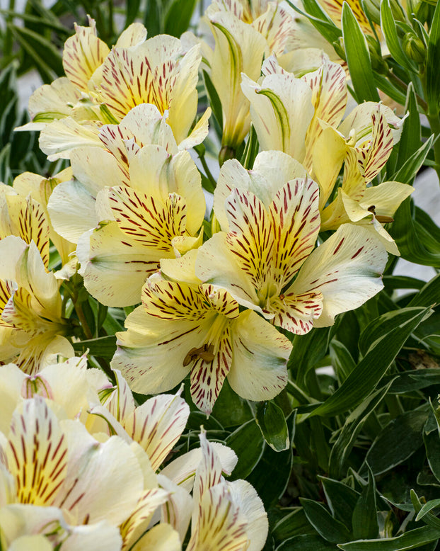 Alstroemeria 'Fabiana'