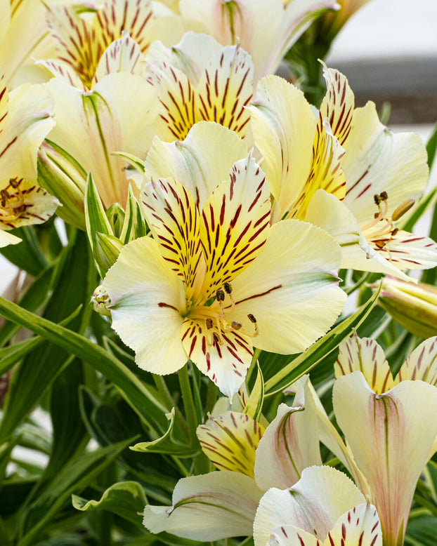 Alstroemeria 'Fabiana'