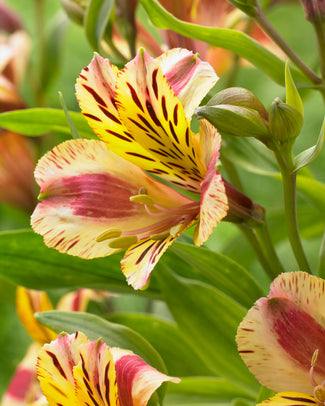 Alstroemeria 'Marguerite'