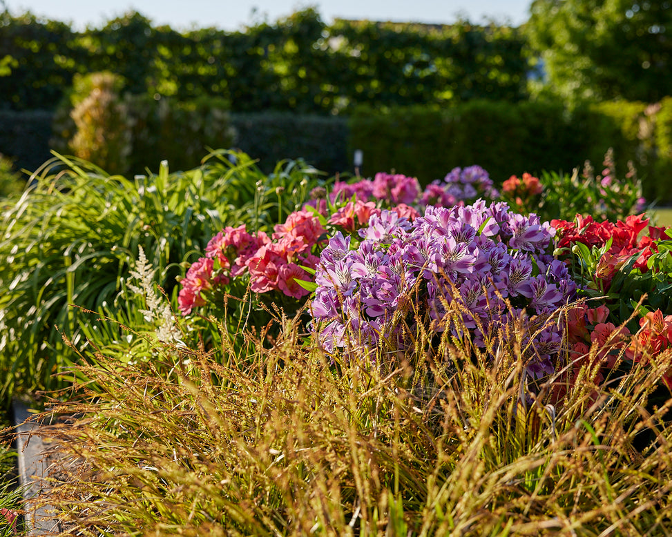 Alstroemeria 'Mulan'