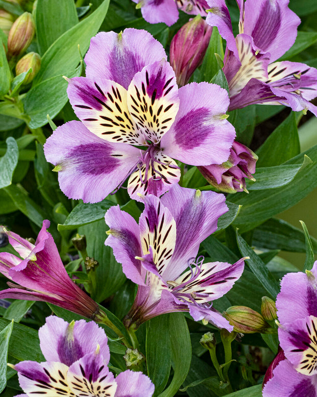 Alstroemeria 'Mulan'