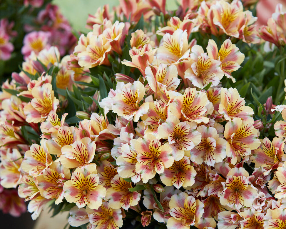 Alstroemeria 'Princess Sara'
