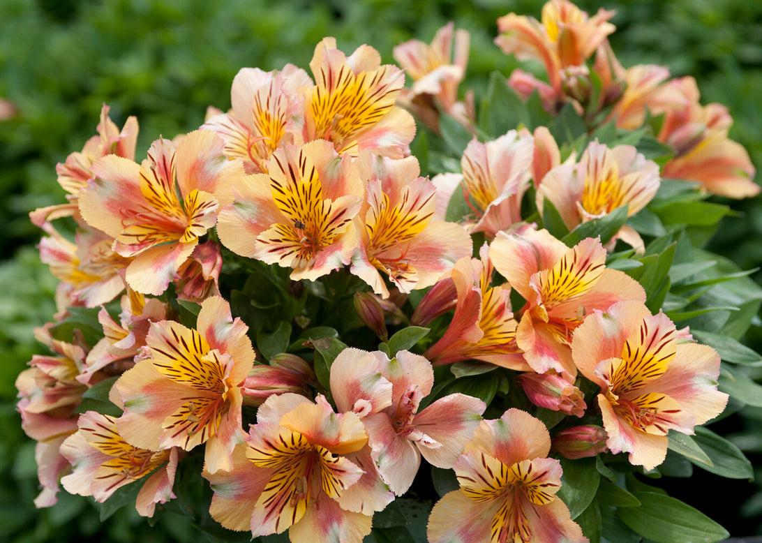 Alstroemeria 'Princess Sara'