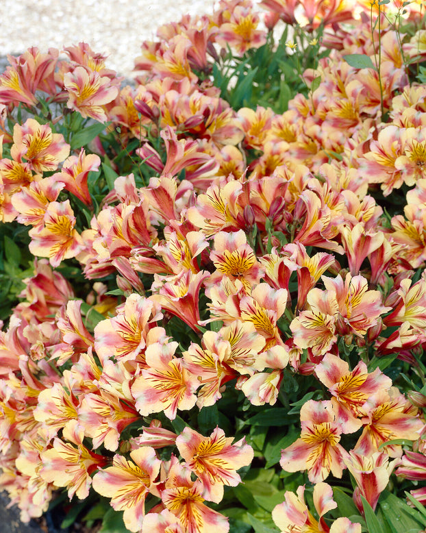 Alstroemeria 'Princess Sara'