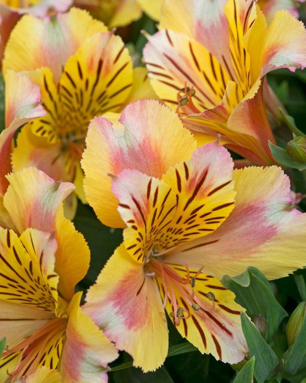 Alstroemeria 'Princess Sara'