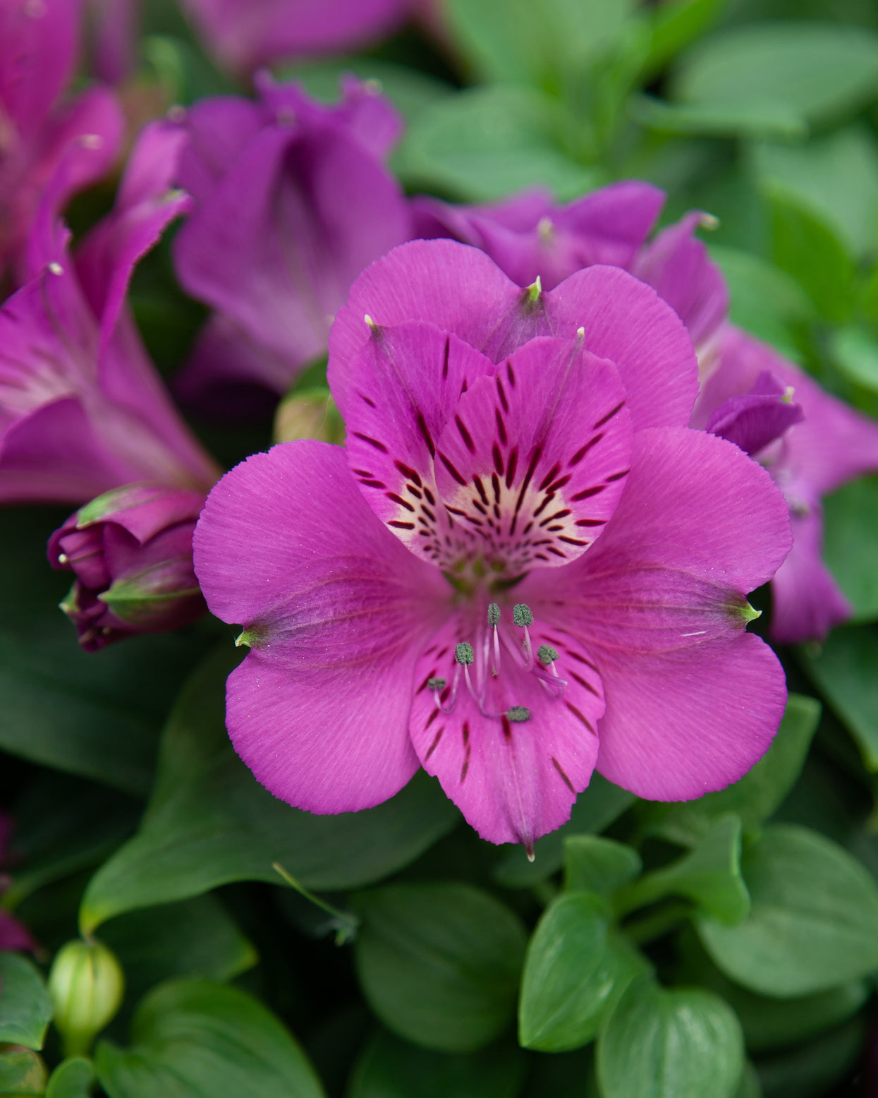 Alstroemeria × hybrida Colorita® 'Tamara' bare roots | Buy violet ...