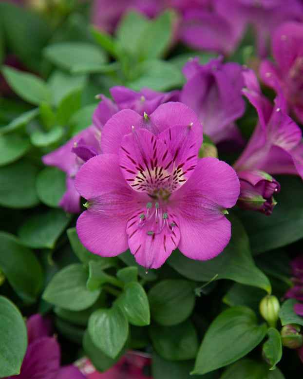 Alstroemeria 'Tamara'