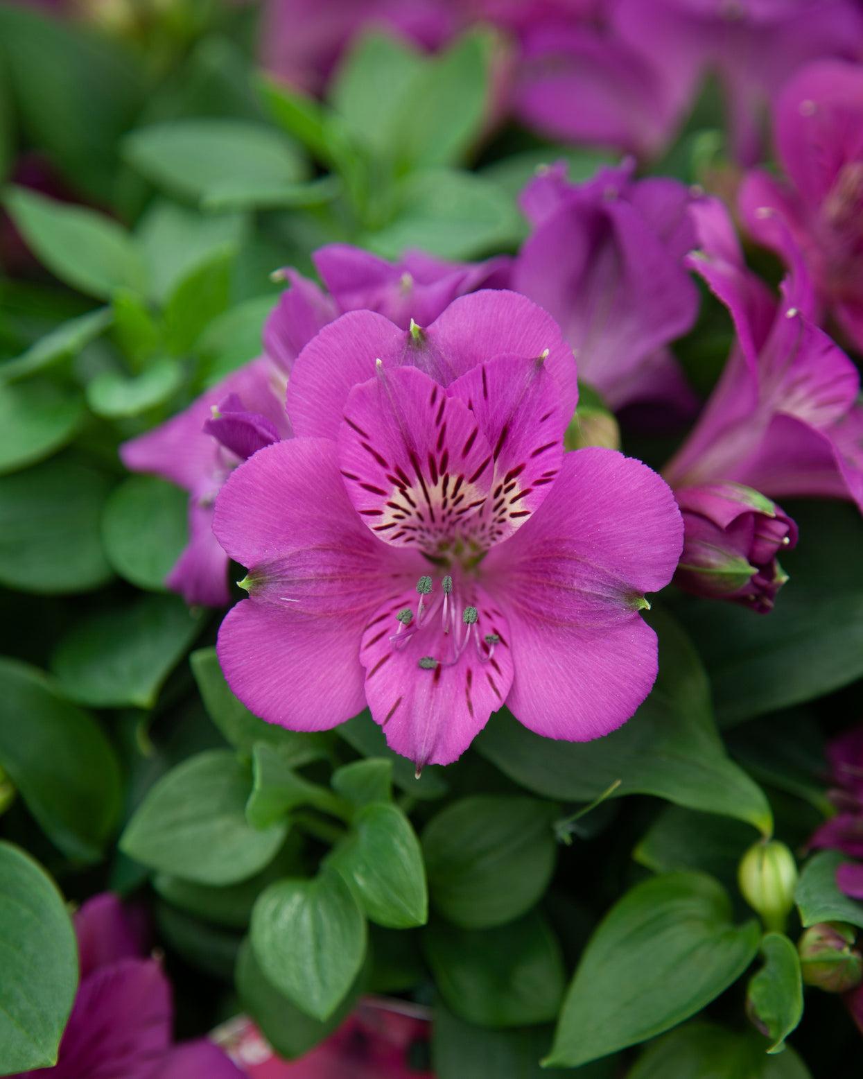 Alstroemeria Colorita® ‘Tamara’ bare roots — Buy violet purple dwarf