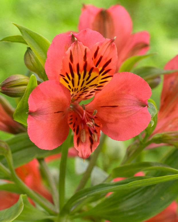 Alstroemeria 'Tiercé'