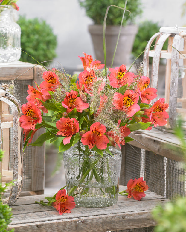 Alstroemeria 'Tiercé'