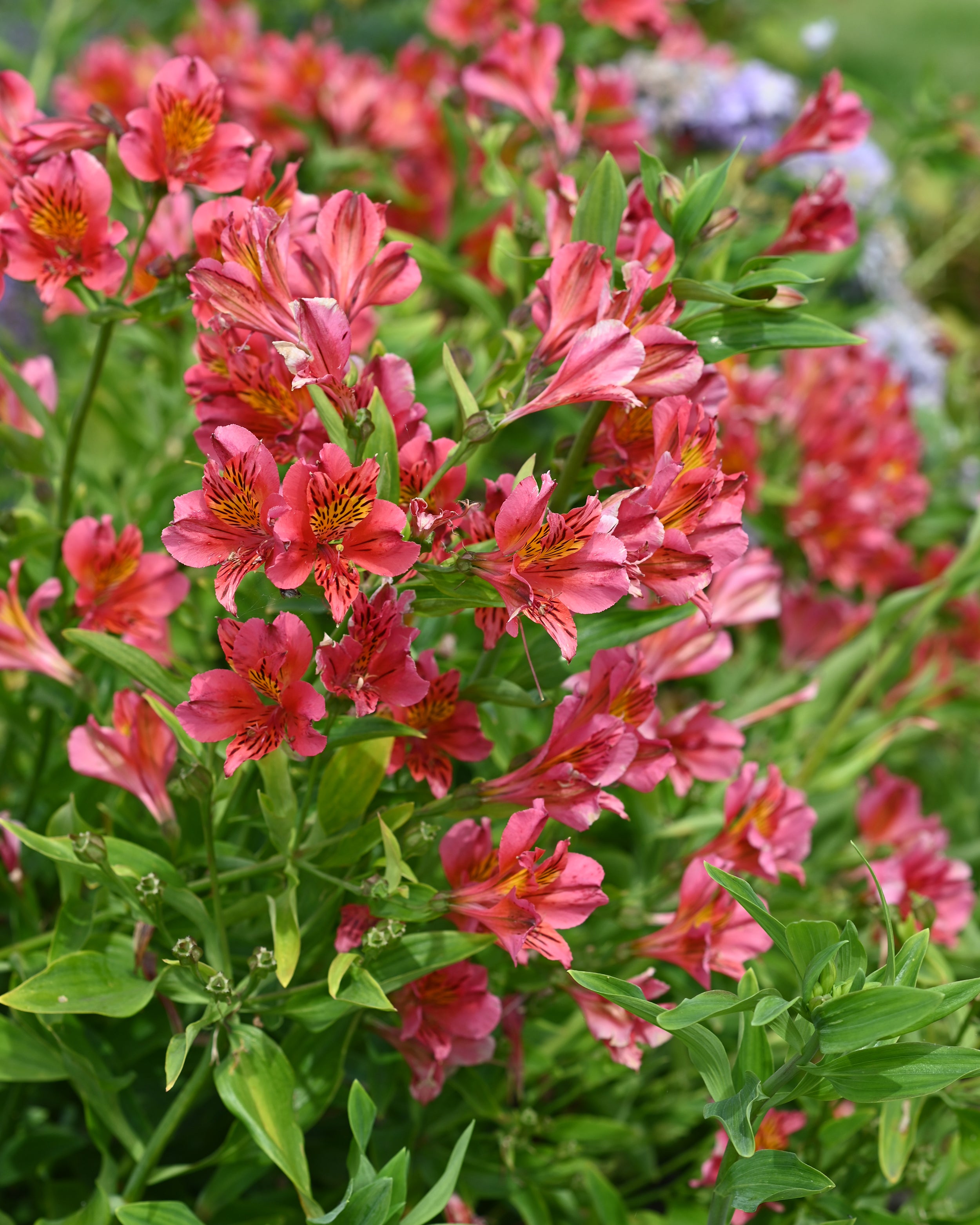 8+ Alstroemeria Meaning Alstroemeria 'Tiercé' bare roots | Buy pink Peruvian lilies online at