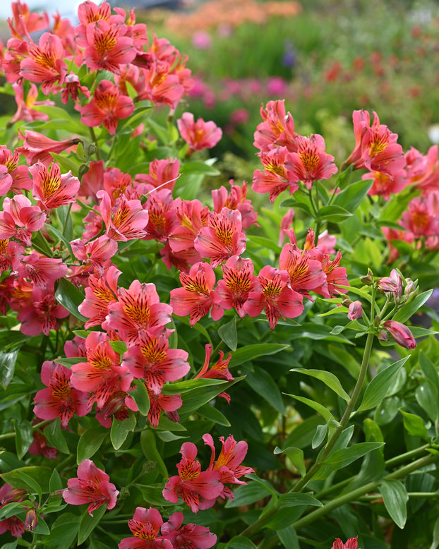 Alstroemeria 'Tiercé'