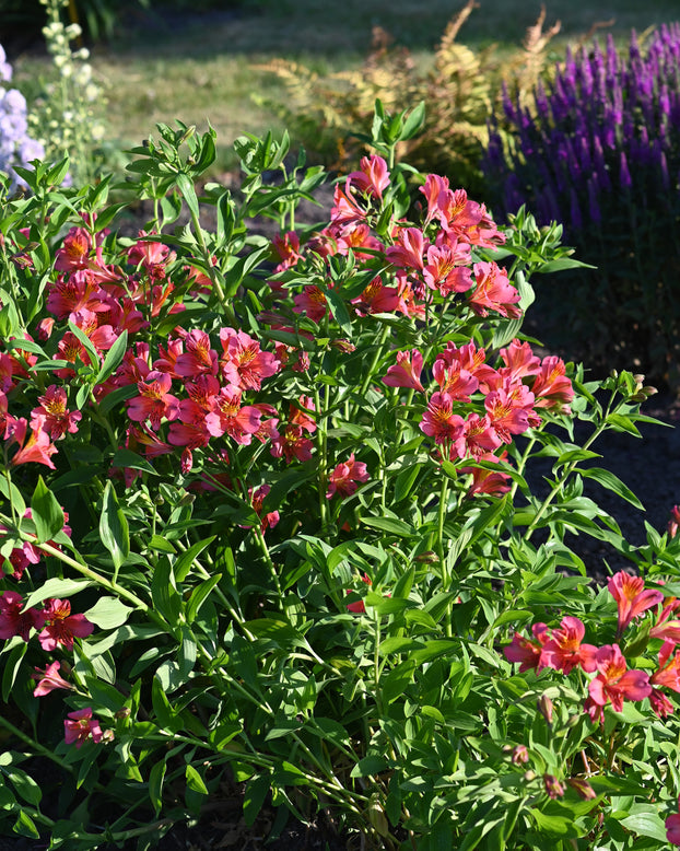 Alstroemeria 'Tiercé'