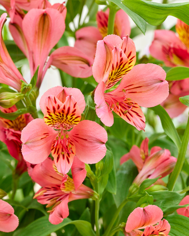 Alstroemeria 'Tiercé'