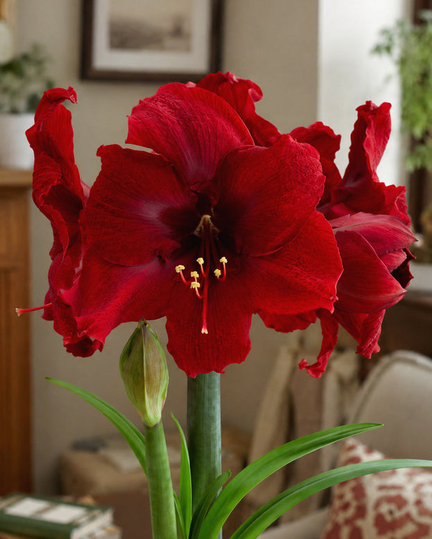 Amaryllis 'Amarossi'