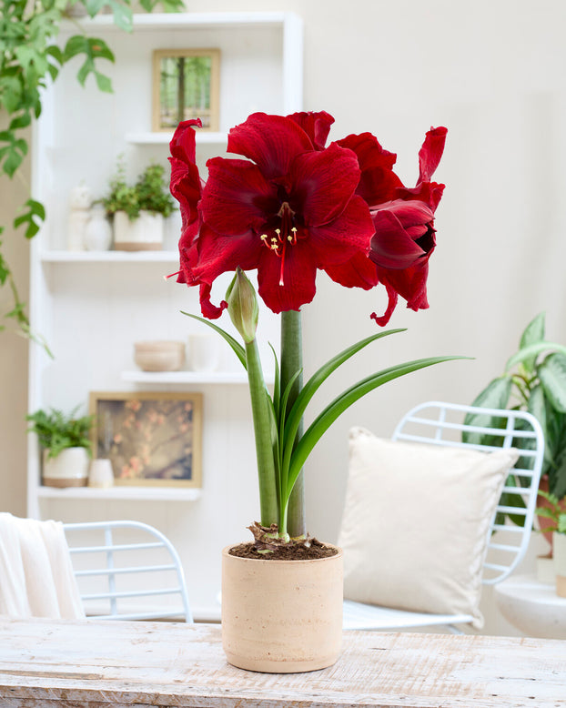 Amaryllis 'Amarossi'