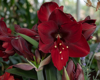 Amaryllis 'Amarossi'