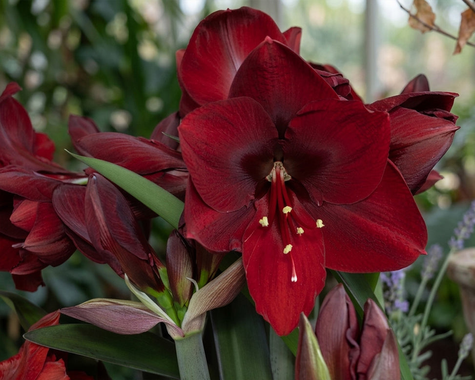 Amaryllis 'Amarossi'