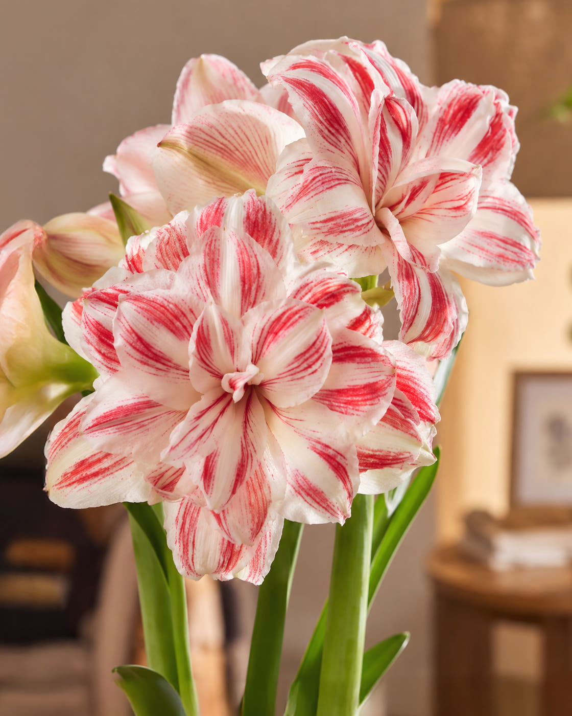 Amaryllis 'Amazing Belle'