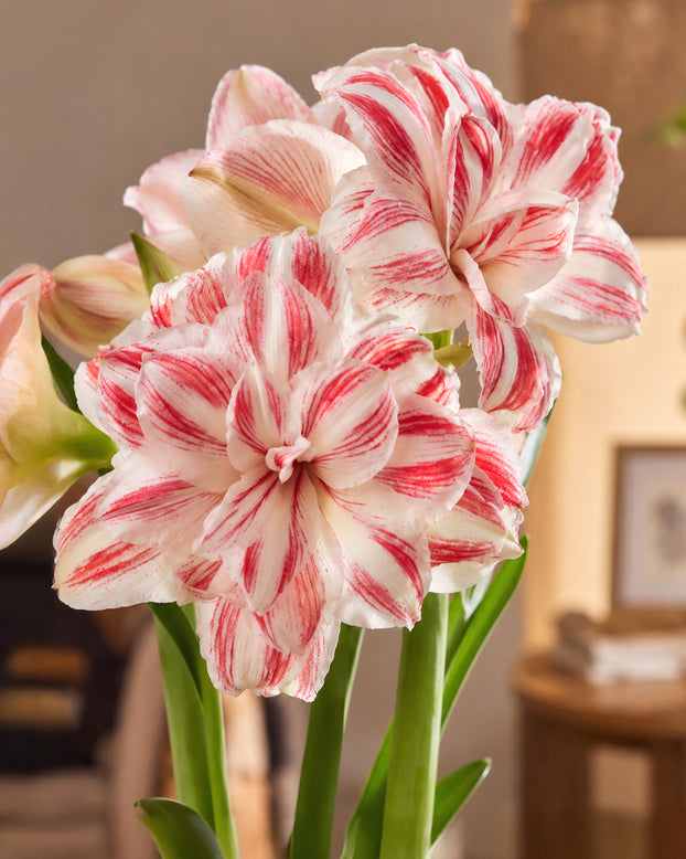 Amaryllis 'Amazing Belle'