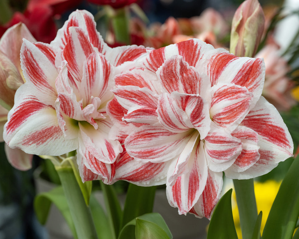 Amaryllis 'Amazing Belle'